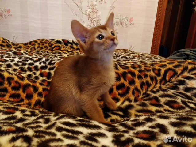 Ласковый Абиссинский котенок. Очень красивый купить на Зозу.ру - фотография № 1