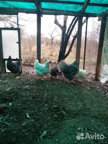 Яицо и суточные цыплята купить на Зозу.ру - фотография № 5