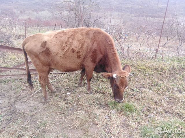 Коровы и бычки купить на Зозу.ру - фотография № 6