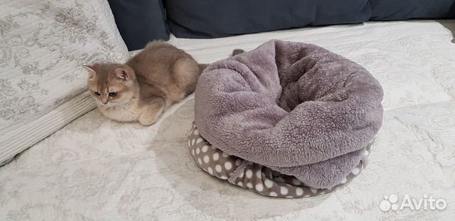 Спальный мешок для кошки или маленькой собаки купить на Зозу.ру - фотография № 3