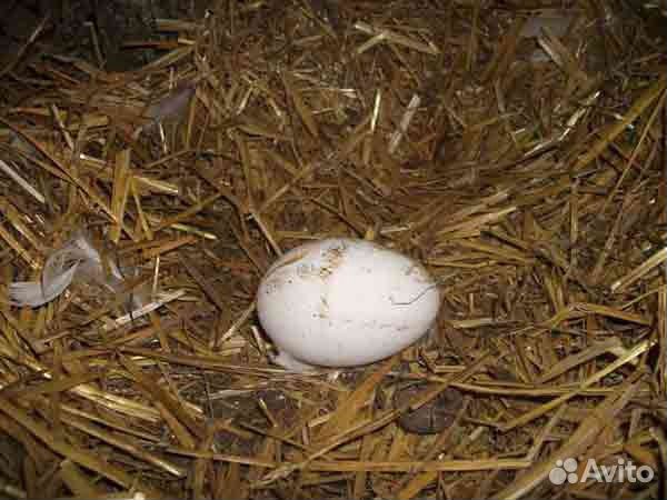 Яйцо гусиное инкубационное (Линда крупная) купить на Зозу.ру - фотография № 3