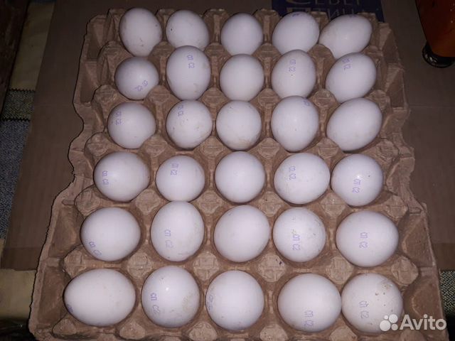 Яйцо купить на Зозу.ру - фотография № 5