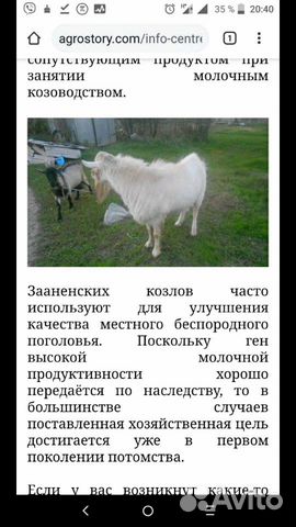 Зааненские козы и козлы купить на Зозу.ру - фотография № 2