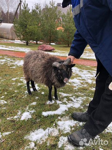 Мини баран, карликовая овца, франзузкая овечка купить на Зозу.ру - фотография № 2