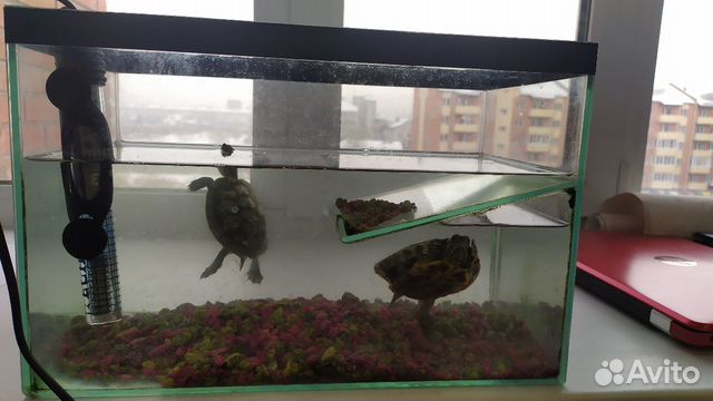 2 водяные черепахи с аквариумом купить на Зозу.ру - фотография № 2