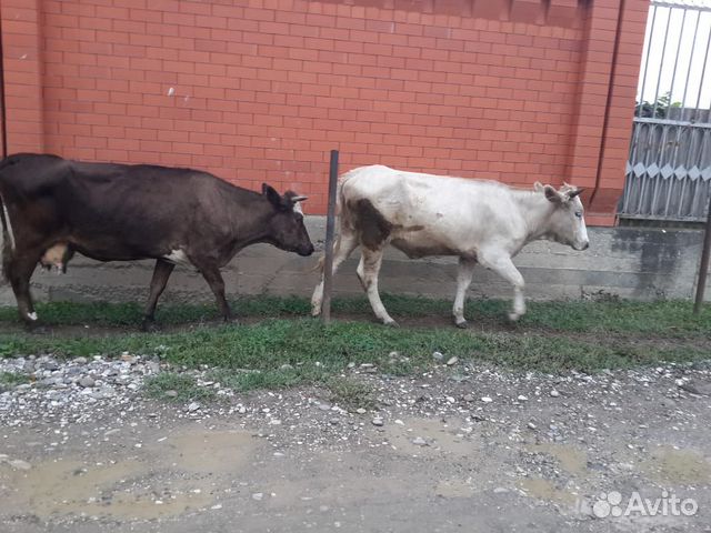 Корова две телки купить на Зозу.ру - фотография № 2