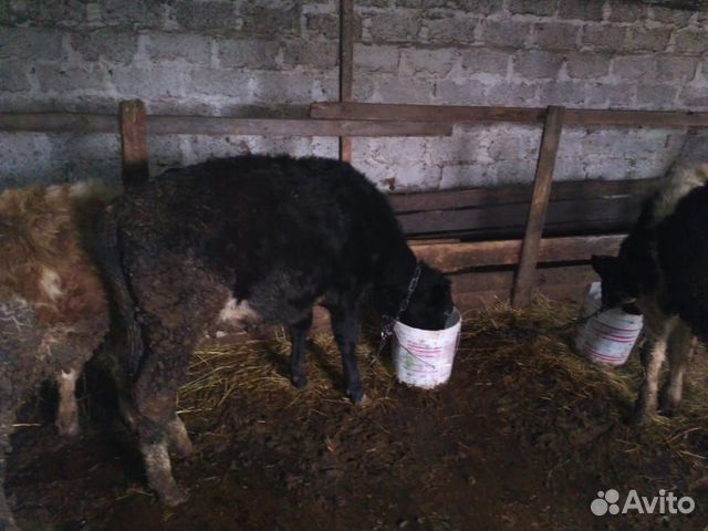 Продаю стельные коровы телки бычки купить на Зозу.ру - фотография № 10