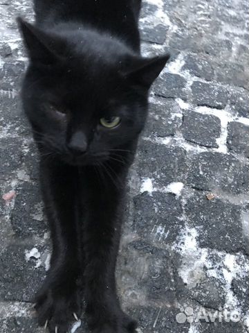 Отдам кошечку в хорошие руки