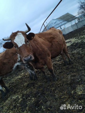 Высокогорная корова купить на Зозу.ру - фотография № 2