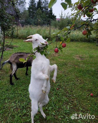 Продам двух покрытых коз купить на Зозу.ру - фотография № 1