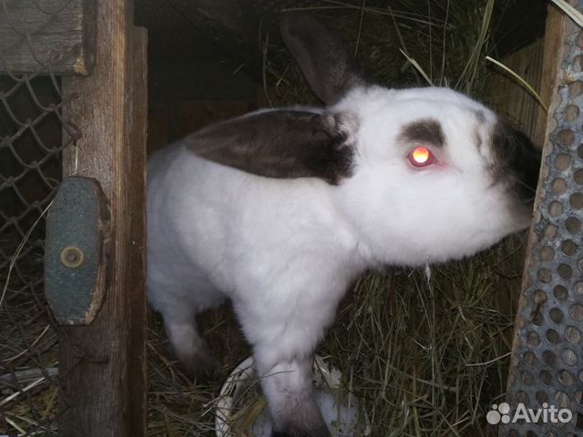 Кролик Калифорнийский купить на Зозу.ру - фотография № 2