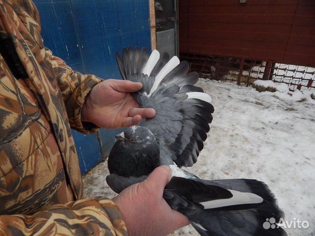 Продам голубей купить на Зозу.ру - фотография № 6