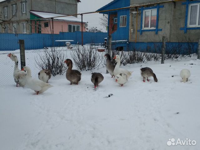 Гуси и кролики купить на Зозу.ру - фотография № 2