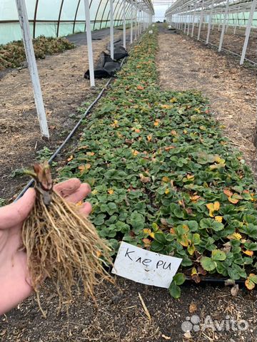 Саженцы, фриго (рассада) клубники, земляника