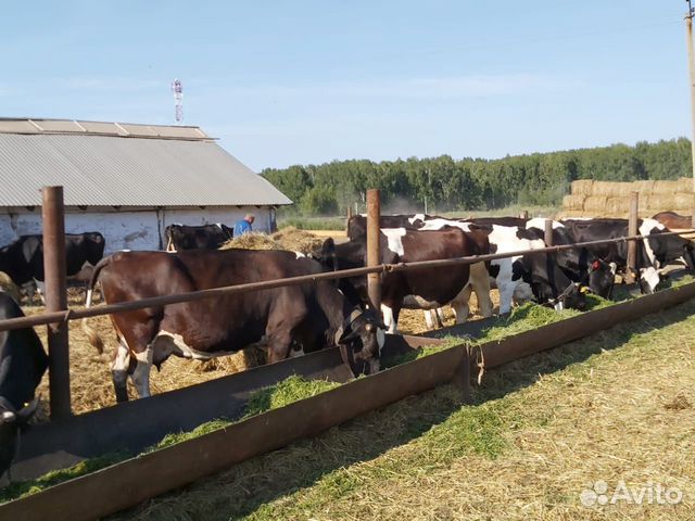 Коровы, нетеля, телки купить на Зозу.ру - фотография № 2