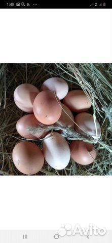 Яйца на инкубацию купить на Зозу.ру - фотография № 6
