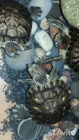 3 Красноухие черепахи с богатым приданым купить на Зозу.ру - фотография № 6