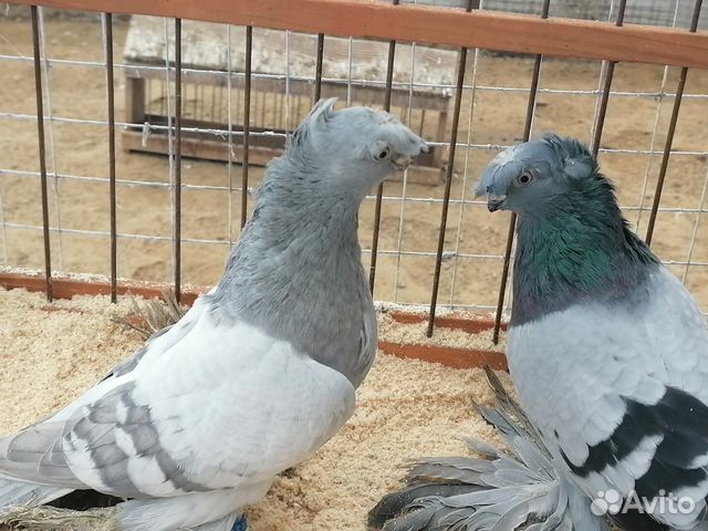 Узбекские голуби купить на Зозу.ру - фотография № 3