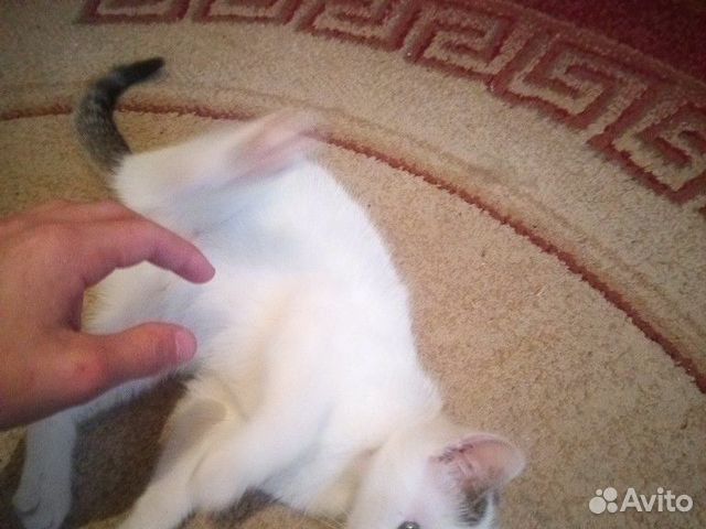Кошка в добрые руки купить на Зозу.ру - фотография № 4