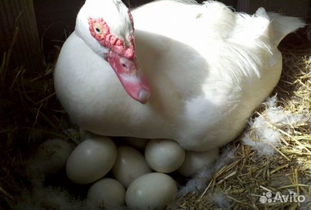 Инкубация Яйцо индоутки, мускусная утка купить на Зозу.ру - фотография № 1