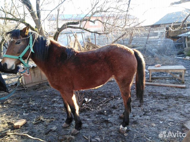 Продаётся Лошадь купить на Зозу.ру - фотография № 6
