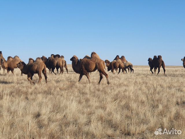 Верблюды купить на Зозу.ру - фотография № 10
