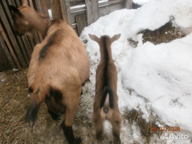 Козлик от чешской козы и нубийского козла купить на Зозу.ру - фотография № 3