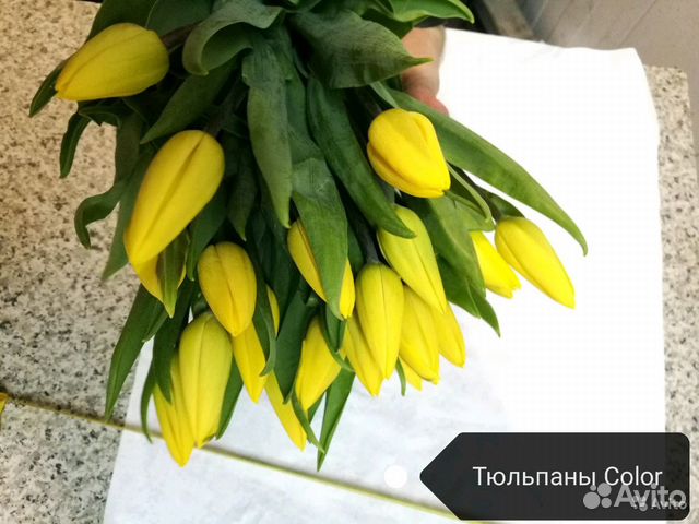 Тюльпаны от производителя Тюльпаны от производителя