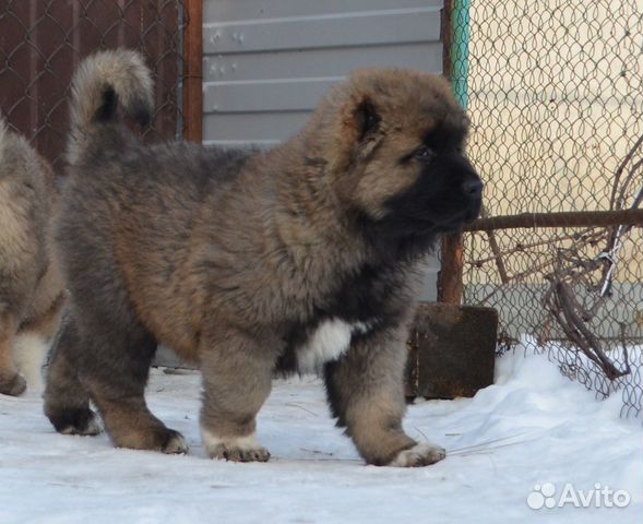 Кавказская Овчарка Купить Щенка Цена