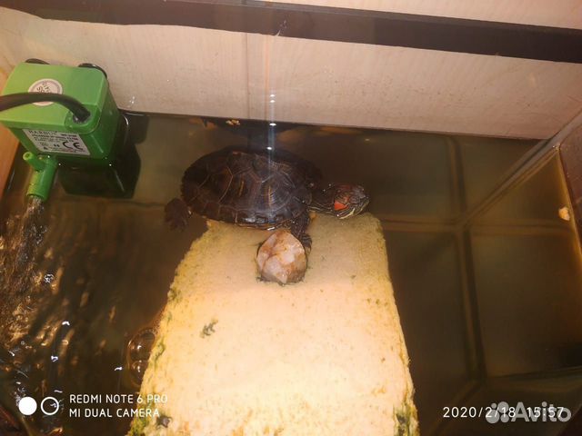 Краснаухие черепахи в месте с аквариумом купить на Зозу.ру - фотография № 2