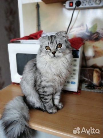 Вязка кота купить на Зозу.ру - фотография № 1
