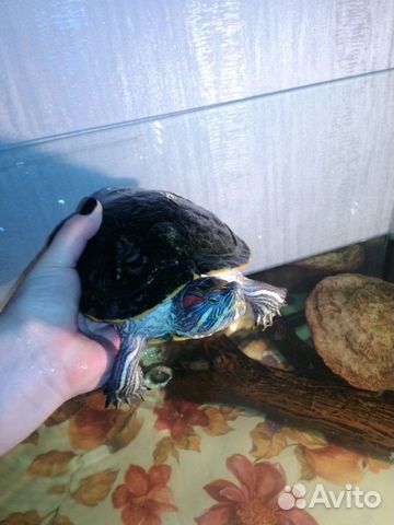 Отдам в заботливые руки самку красноухой черепахи купить на Зозу.ру - фотография № 2