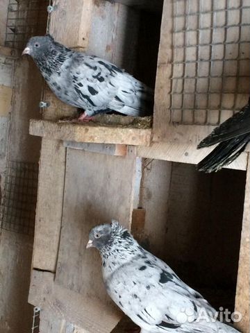 Хорошие Мраморные голуби все провереные купить на Зозу.ру - фотография № 4