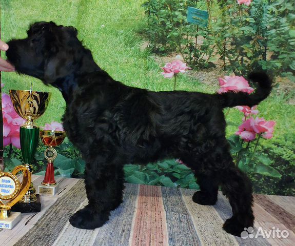 Русский черный терьер щенок кобель купить на Зозу.ру - фотография № 4