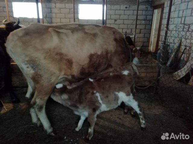 Корова с двумя телятами купить на Зозу.ру - фотография № 3