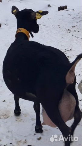 Молочные козы Мурсиано Гранадина купить на Зозу.ру - фотография № 1