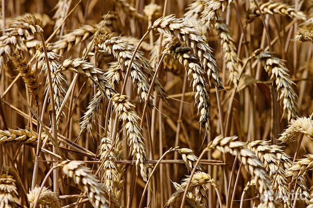 Продам зерно пшеницу 2019 года 10000 кг купить на Зозу.ру - фотография № 1