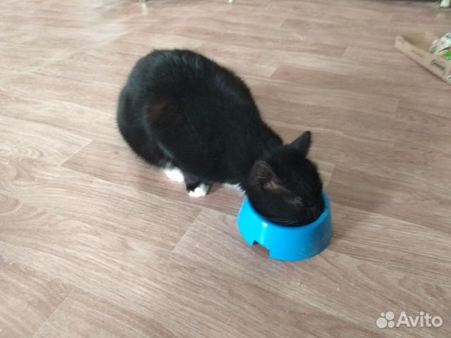 Отдам кота Отдам кота