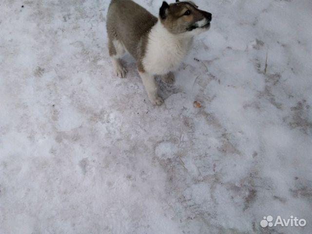 Собаки купить на Зозу.ру - фотография № 3