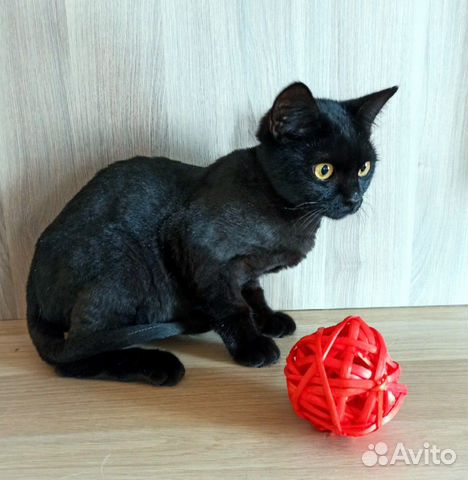 Котик в добрые руки Котик в добрые руки