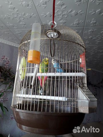 Продаю двух попугаев вместе с клеткой купить на Зозу.ру - фотография № 2