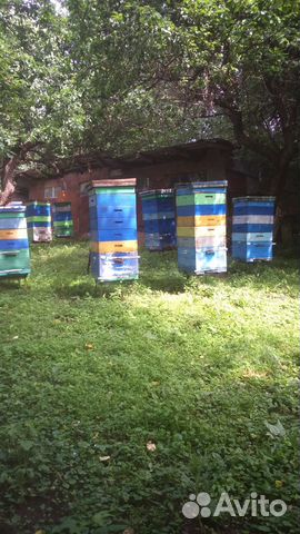 Отводки пчелиных семей купить на Зозу.ру - фотография № 3