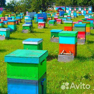 Пчелопакеты и пчелосемьи оптом купить на Зозу.ру - фотография № 1