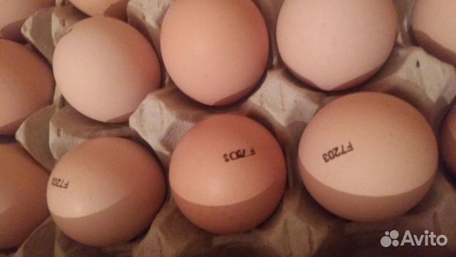 Яйцо инкубационное sasso (Франция) купить на Зозу.ру - фотография № 2