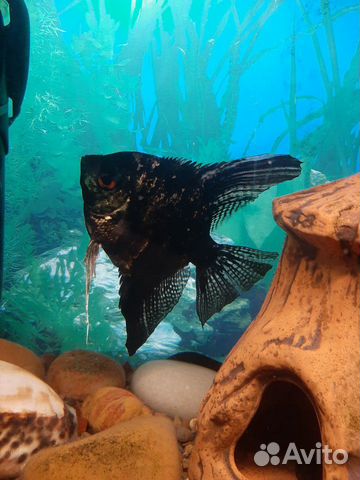Рыбки аквариумные скалярия и сомик мешкожаберный купить на Зозу.ру - фотография № 2