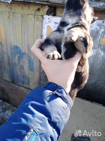 Продам щенков немецкой овчарки, цена 3000 т купить на Зозу.ру - фотография № 3