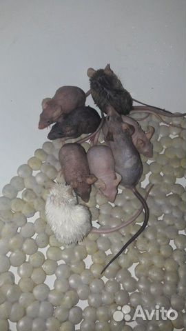 Домашние мышки купить на Зозу.ру - фотография № 2