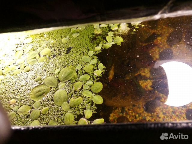 Плавающие водоросли для аквариума купить на Зозу.ру - фотография № 2