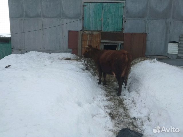 Корова и тельонок купить на Зозу.ру - фотография № 1