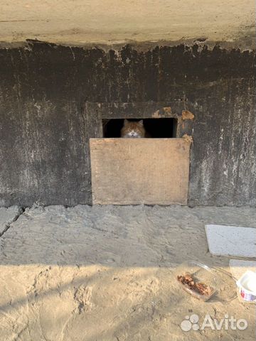 Потеряшка рыжий кот купить на Зозу.ру - фотография № 2